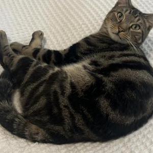 Found Cat Brown Tabby Boy Cat