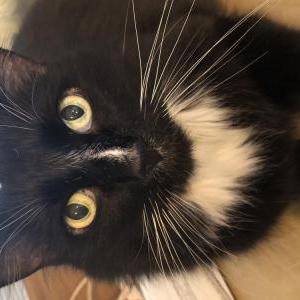 Lost Cat Bandit