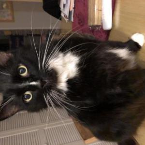 2nd Image of Bandit, Lost Cat