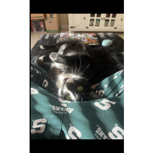 Image of Franklyn, Lost Cat