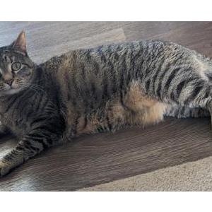 Lost Cat Basil