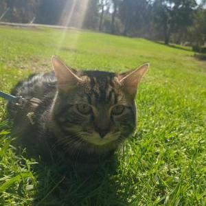 Lost Cat Lelush