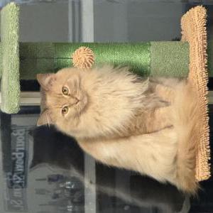 Lost Cat Biscuit