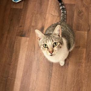 Found Cat Unknown