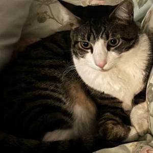 Lost Cat Benny