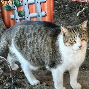 Lost Cat Cleo