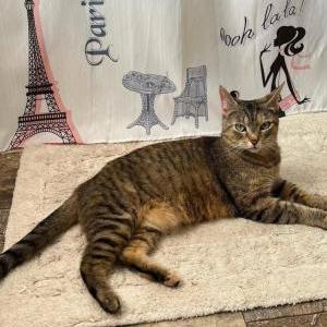 Lost Cat Cinnamon