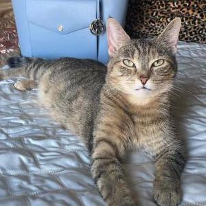 2nd Image of Cinnamon, Lost Cat