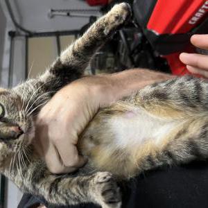 Found Cat Unknown