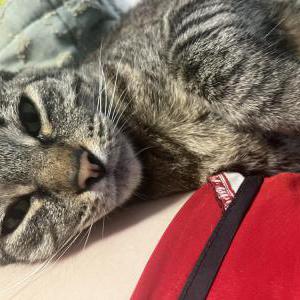 Lost Cat Melvin