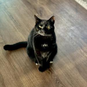 Lost Cat Miss Kitty