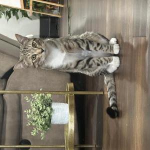 Lost Cat Mochi