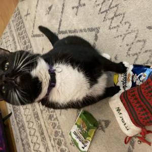 Lost Cat Boots