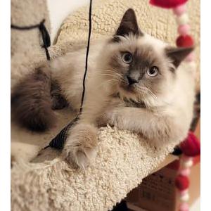Lost Cat Machu