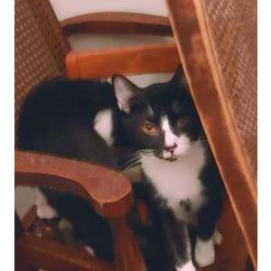 Image of Alder, Lost Cat
