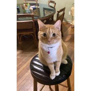 Lost Cat Tofu