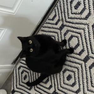 Lost Cat Cameron
