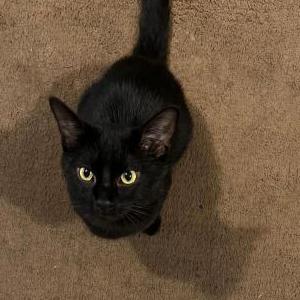 Lost Cat Coco