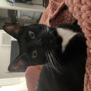 Lost Cat Benny/Bunny