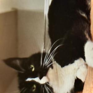 Image of Cody, Lost Cat