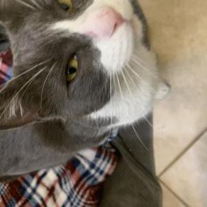 Found Cat Unknown