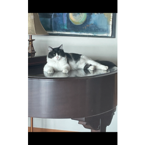 Lost Cat Sonny
