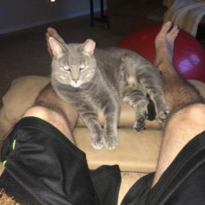 Lost Cat Homer