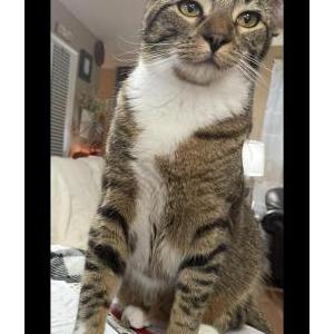 Lost Cat Audy Ray