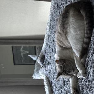 Lost Cat Tritty