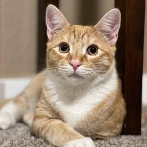 Lost Cat Moppy  AKA Cupcake