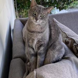 Lost Cat Luna