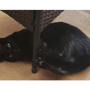 Lost Cat Lucifer