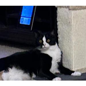 Lost Cat Gi Gi