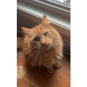Lost Cat Butters