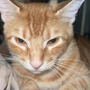 Lost Cat Johnny