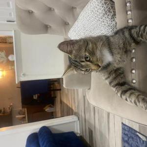 Lost Cat Oscar