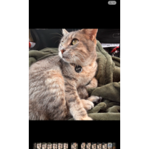 Lost Cat Unknown