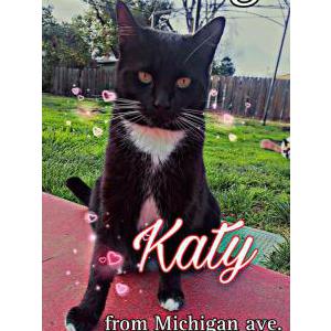 Lost Cat Katy