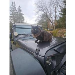 Lost Cat Fuji