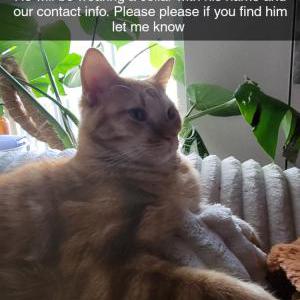 Lost Cat Morrison