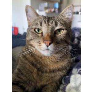 Lost Cat Tito