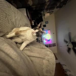 Lost Cat Sully