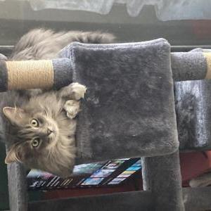 Lost Cat Smoke