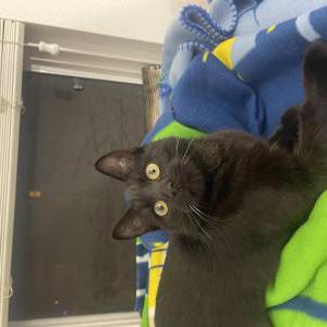 Image of Black female cat, Found Cat