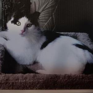 Lost Cat Larry
