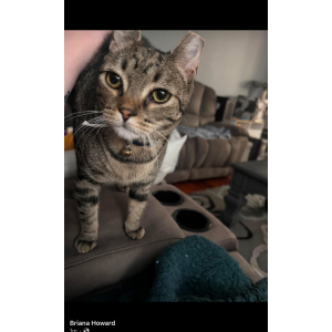 Lost Cat Tinkerbell