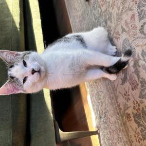 Lost Cat Bitsey