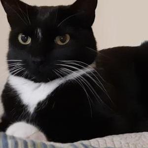 Lost Cat Pela