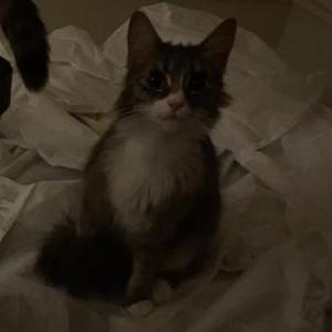 Lost Cat Sirius
