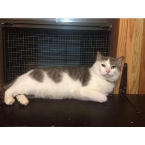 Lost Cat Thunder